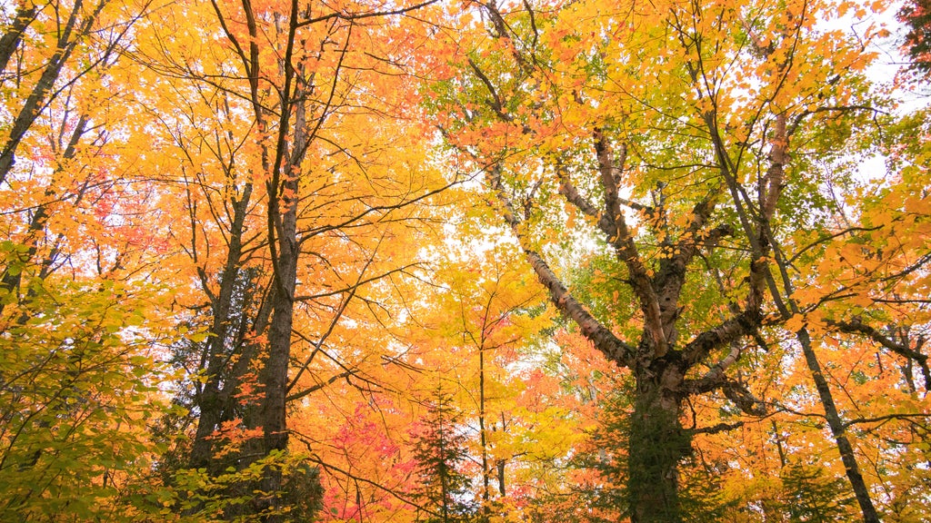 Summerlike weekend on tap in Twin Cities; fall returns early next week — WCCO / CBS Minnesota, Richfield Community news