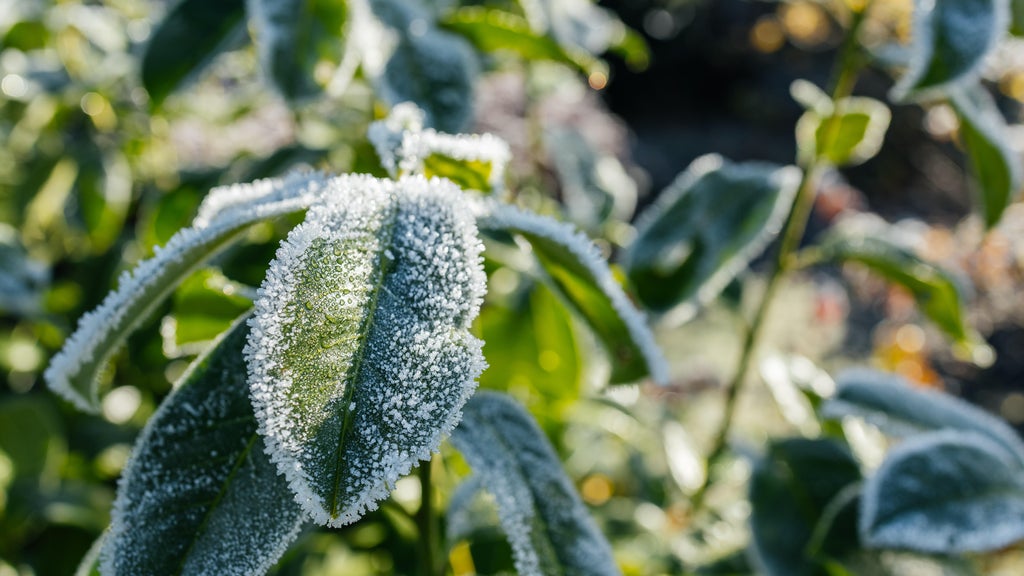 The first frost of the season is expected Saturday. Here's how to prepare your garden — WCCO / CBS Minnesota, Richfield Sports news