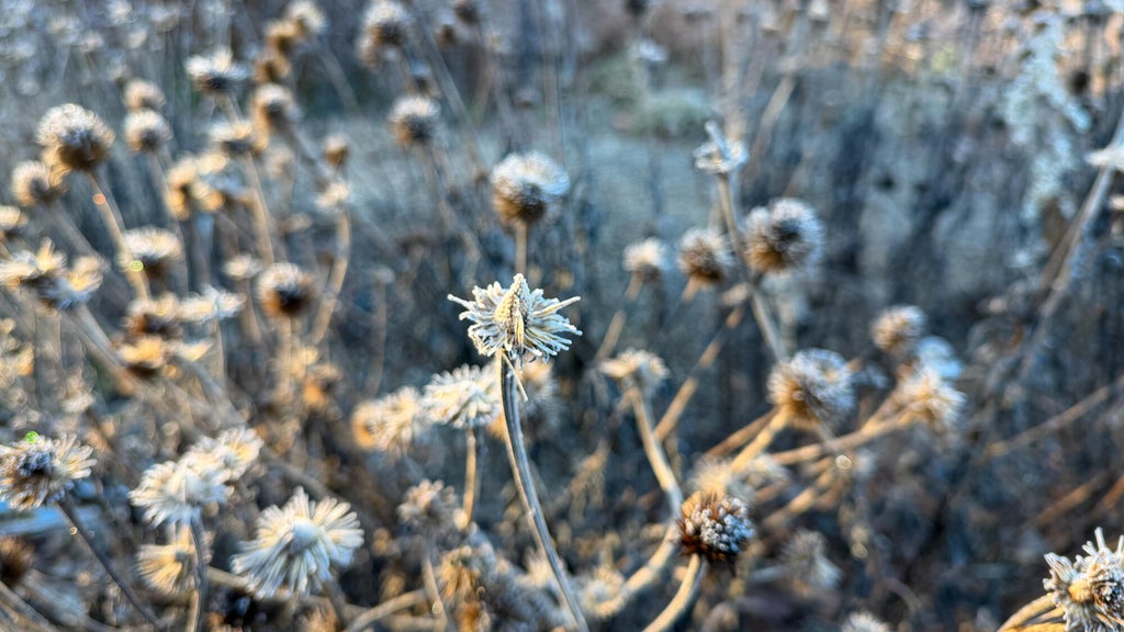 Breezy winds bring cool air to Minnesota, with first frost possible in the metro Friday night — WCCO / CBS Minnesota, Richfield Sports news