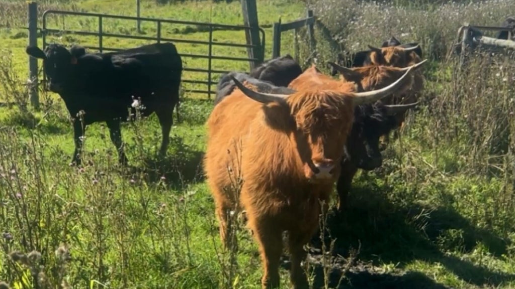 Minnesota farmer calls for thief to return nearly a dozen cows: "You're going to go to jail" — WCCO / CBS Minnesota, Richfield Community news