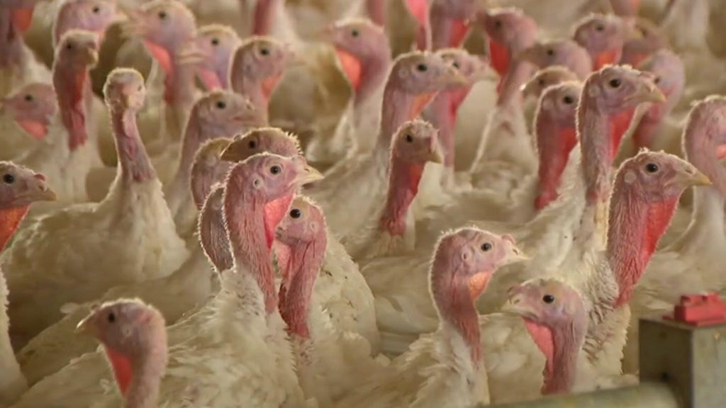 Bird flu confirmed in Barron County, Wisconsin, commercial poultry flock — WCCO / CBS Minnesota, Richfield Real Estate news