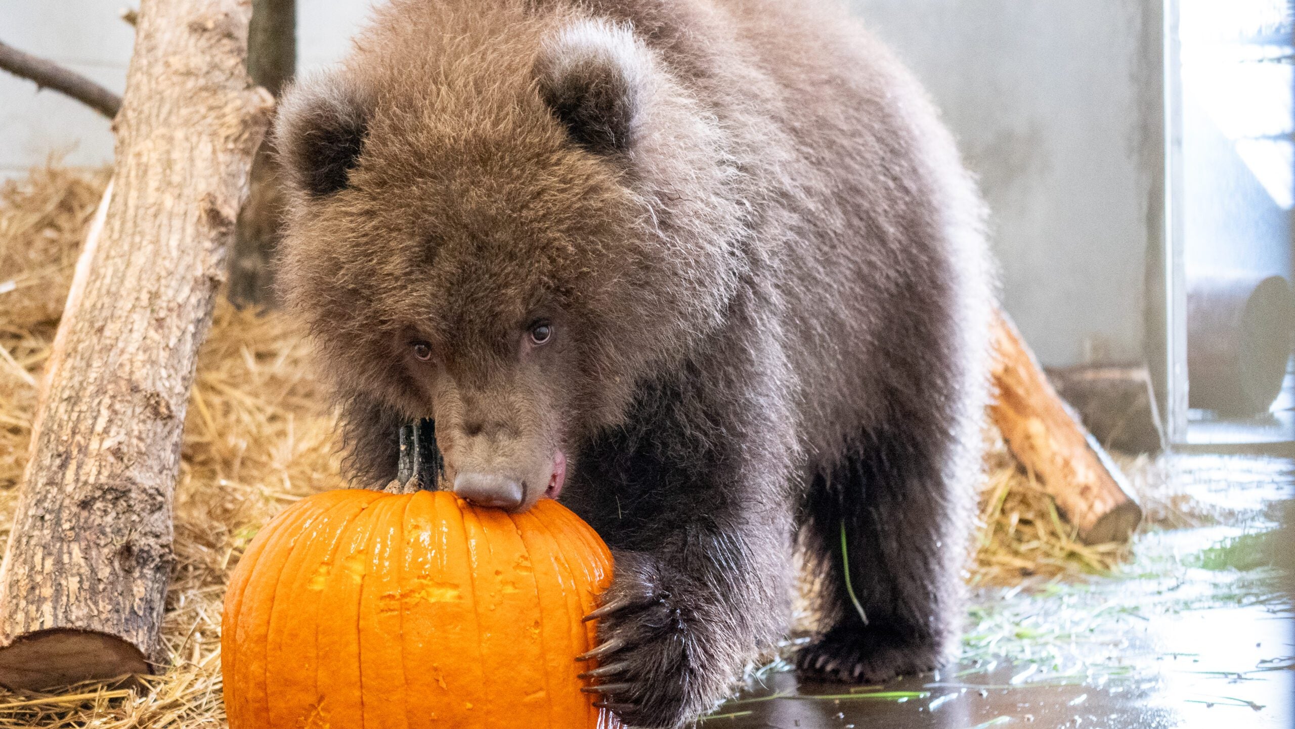Minnesota Zoo welcomes 3 orphaned brown bear cubs rescued from Alaska — Richfield Health news