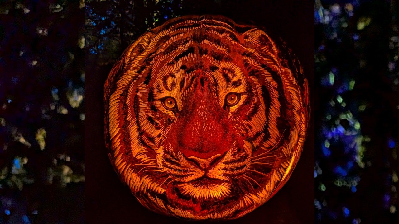 Behind the scenes of pumpkin carving at the Minnesota Zoo — KSTP 5, Richfield Arts news