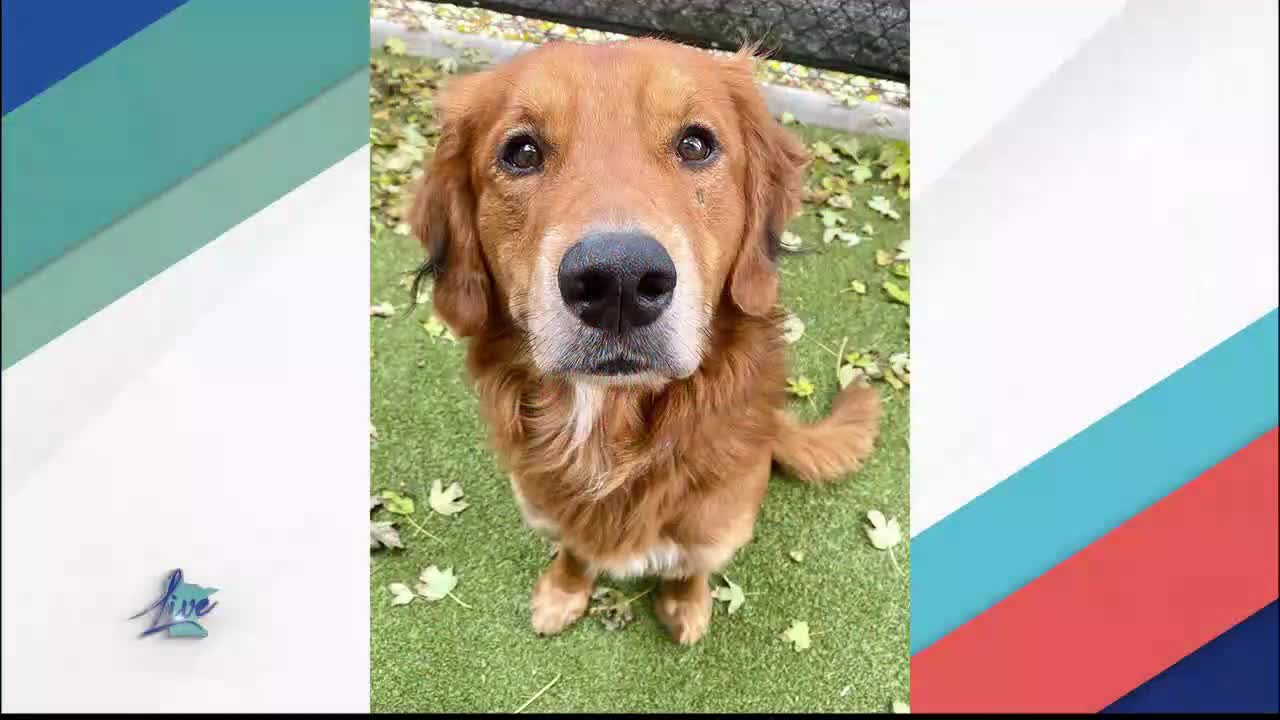 Adopt a Dog Month: Golden Retrievers — KSTP 5, Richfield Community news