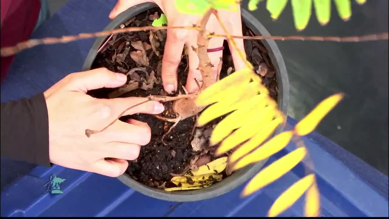 Tips for Planting Trees — KSTP 5, Richfield Community news