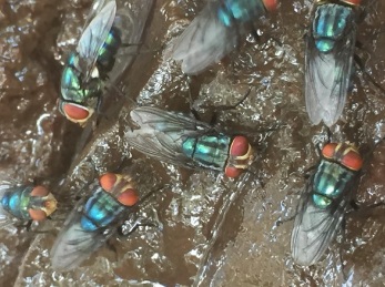 Odor complaints target Mexico’s screwworm fly facility — KFGO, Richfield Schools news