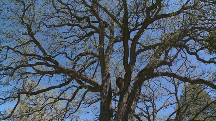 How to keep your oak trees healthy — KARE 11 Local, Richfield Health news