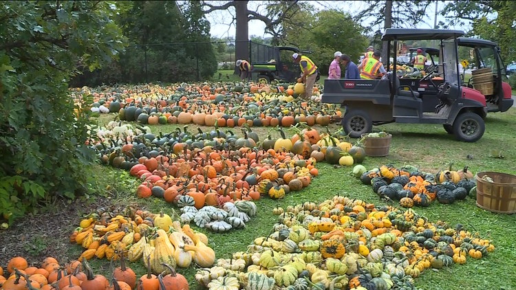 Pumpkin 101: Best to cook, carve & display — KARE 11 Local, Richfield Community news