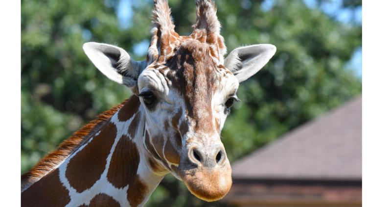 Como Zoo mourns loss of beloved giraffe, 'Skeeter' — Richfield Community news