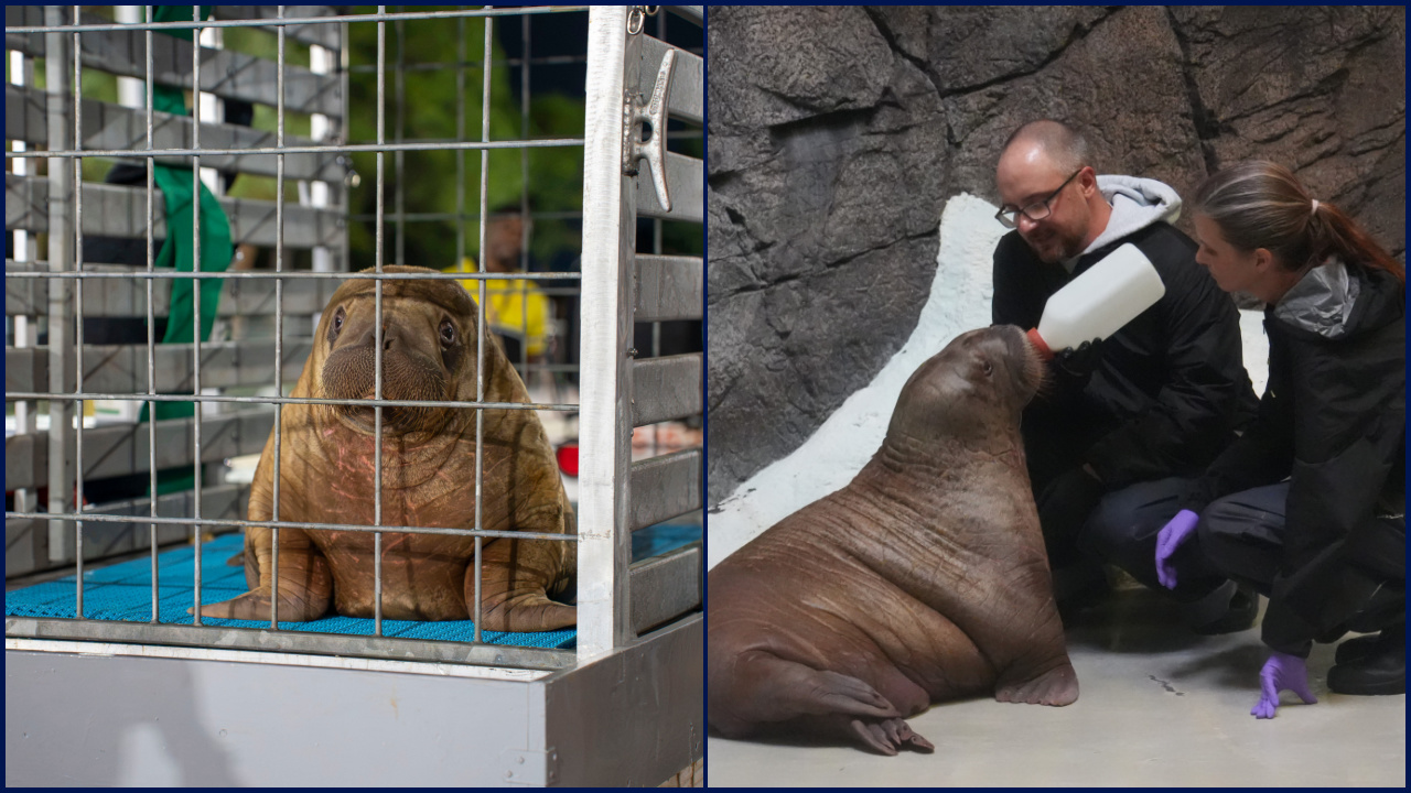 Orphaned baby walrus in Alaska flown 4,800 miles to new home in Florida — FOX 9, Richfield Community news
