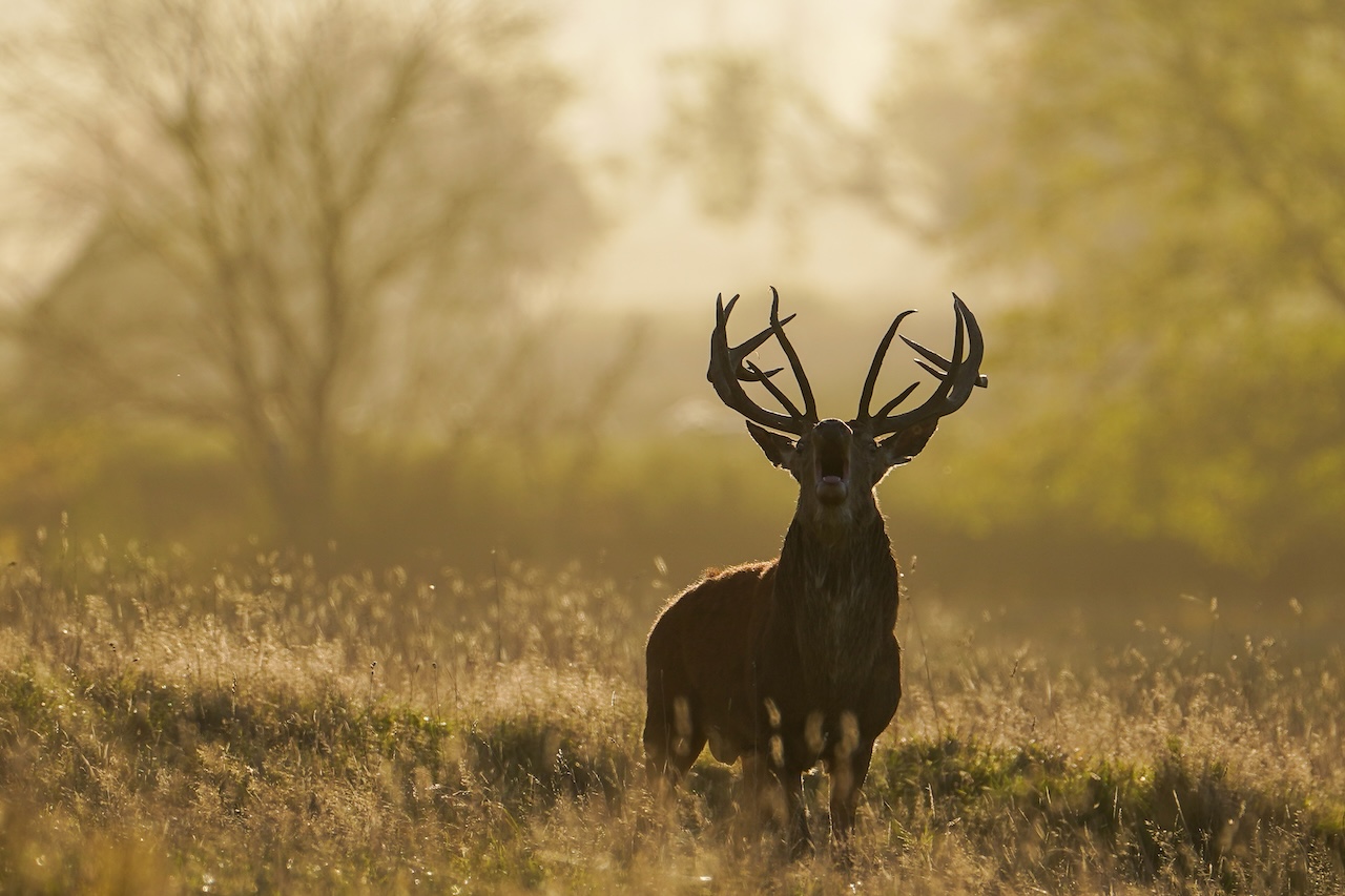 Deer-related crashes spike in the fall. Here's why. — FOX 9, Richfield Sports news