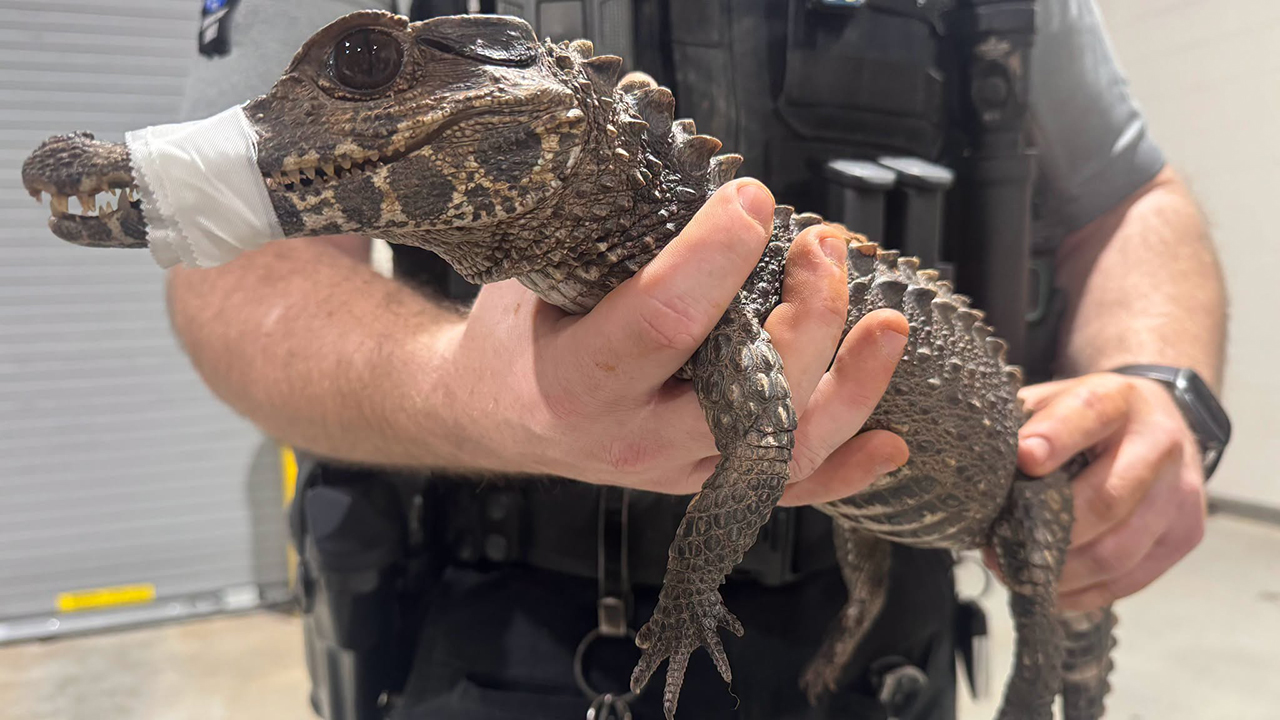 Watch: Deputies in Oklahoma capture escaped caiman after months on the loose — FOX 9, Richfield Community news